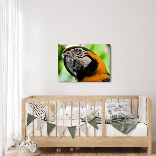 Slika papige (70x50 cm)