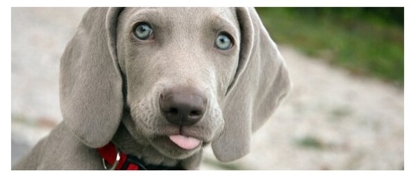 Slika - štene Weimaranera (120x50 cm)