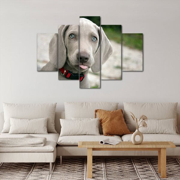 Slika - štene Weimaranera (150x105 cm)