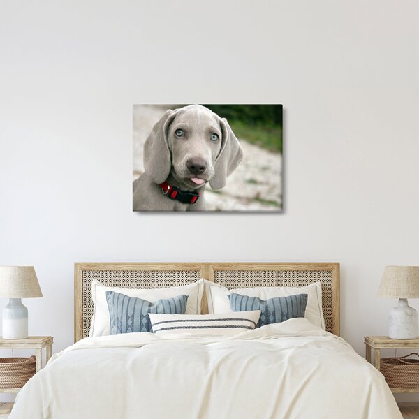 Slika - štene Weimaranera (70x50 cm)