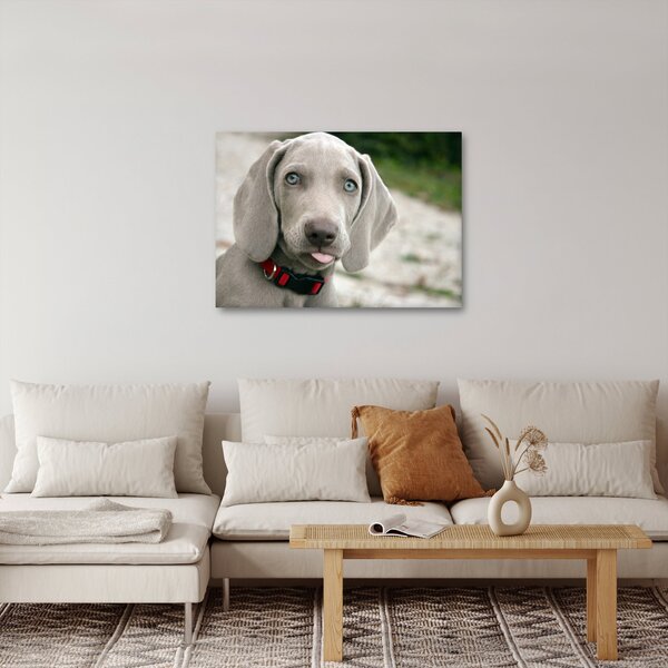 Slika - štene Weimaranera (70x50 cm)