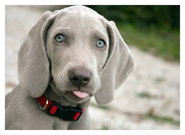 Slika - štene Weimaranera (70x50 cm)
