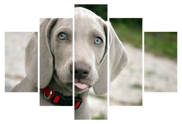 Slika - štene Weimaranera (150x105 cm)