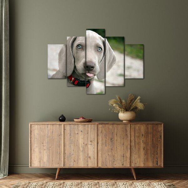 Slika - štene Weimaranera (150x105 cm)