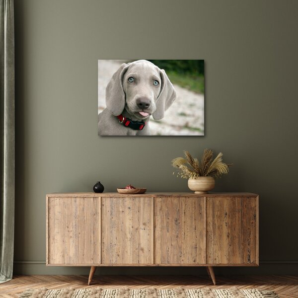 Slika - štene Weimaranera (70x50 cm)