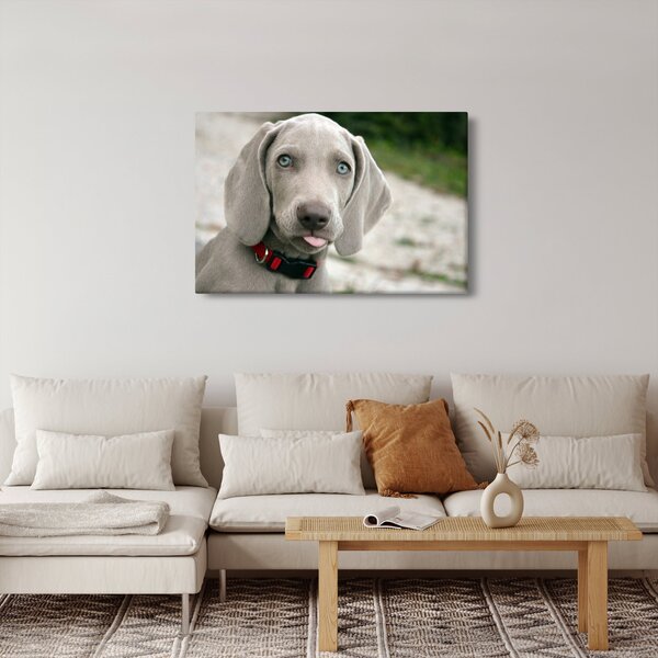 Slika - štene Weimaranera (90x60 cm)