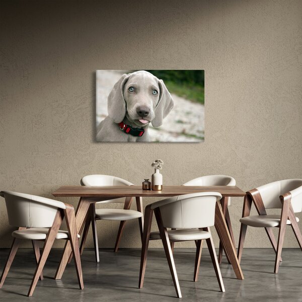 Slika - štene Weimaranera (90x60 cm)