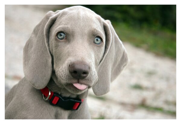 Slika - štene Weimaranera (90x60 cm)