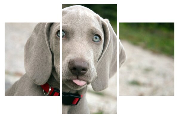Slika - štene Weimaranera (90x60 cm)