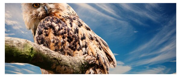Slika - Sova (120x50 cm)