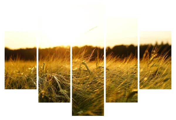 Slika rosne trave (150x105 cm)