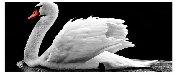 Slika crno-bijelog labuda (120x50 cm)