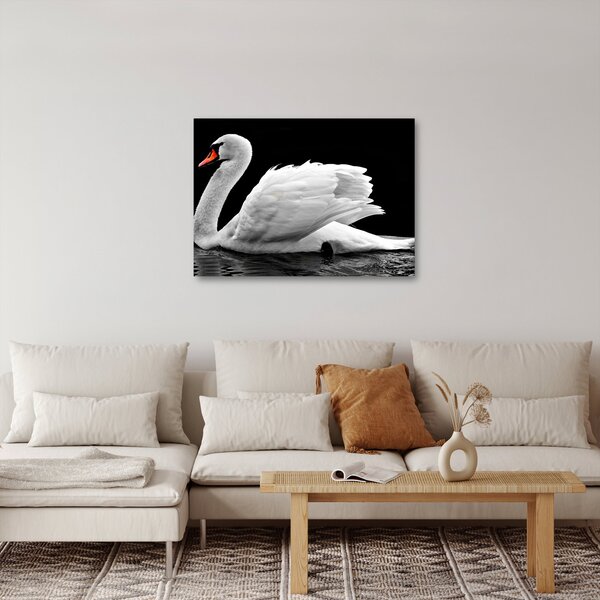 Slika crno-bijelog labuda (70x50 cm)