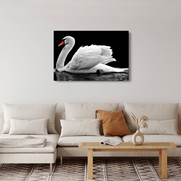 Slika crno-bijelog labuda (90x60 cm)