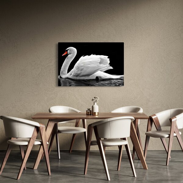 Slika crno-bijelog labuda (90x60 cm)