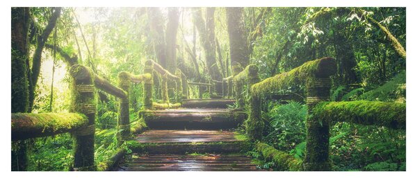 Slika - drvene stepenice u šumi (120x50 cm)