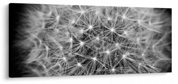 Slika sivog maslačka (120x50 cm)