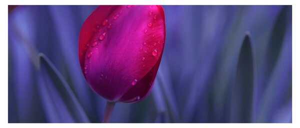 Slika pupoljka tulipana (120x50 cm)