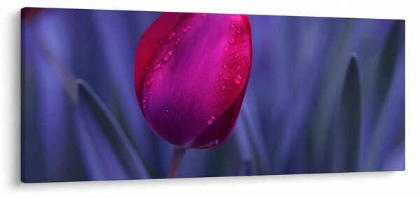 Slika pupoljka tulipana (120x50 cm)