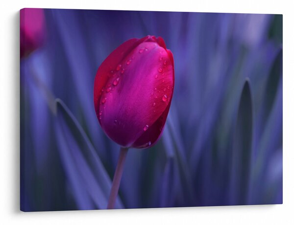 Slika pupoljka tulipana (70x50 cm)