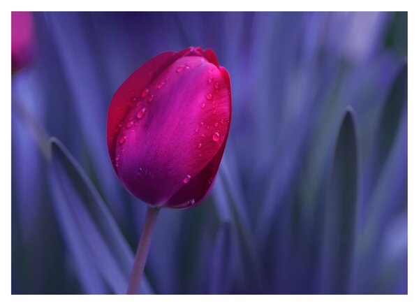 Slika pupoljka tulipana (70x50 cm)