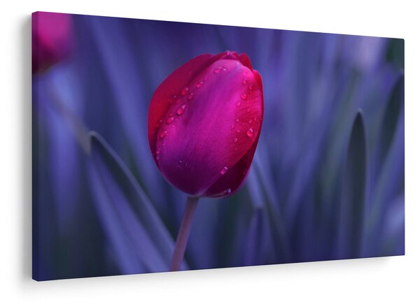 Slika pupoljka tulipana (90x60 cm)