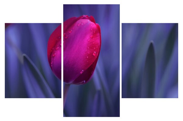 Slika pupoljka tulipana (90x60 cm)
