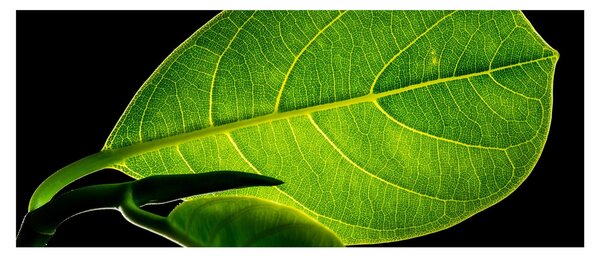 Slika - zeleni list (120x50 cm)