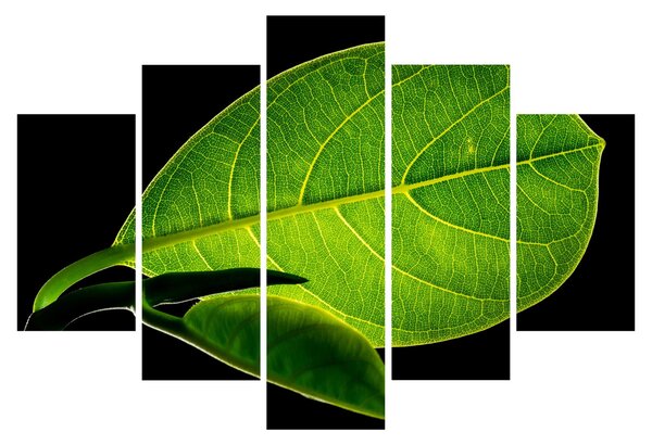 Slika - zeleni list (150x105 cm)