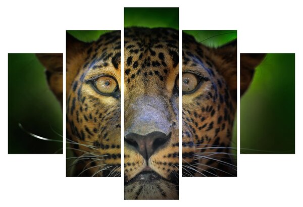 Slika - Portret leoparda, Šri Lanka (150x105 cm)