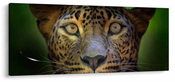 Slika - Portret leoparda, Šri Lanka (120x50 cm)