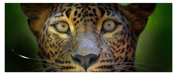 Slika - Portret leoparda, Šri Lanka (120x50 cm)