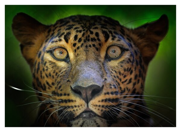 Slika - Portret leoparda, Šri Lanka (70x50 cm)