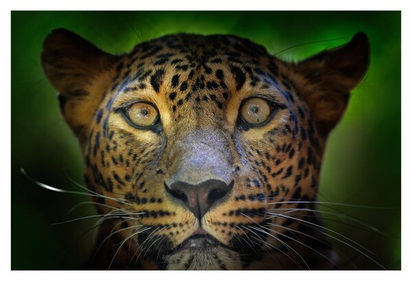 Slika - Portret leoparda, Šri Lanka (90x60 cm)