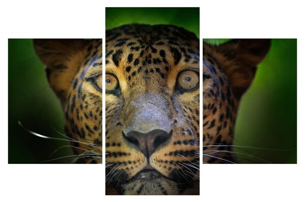 Slika - Portret leoparda, Šri Lanka (90x60 cm)