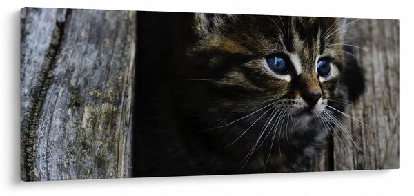 Slika mačića (120x50 cm)