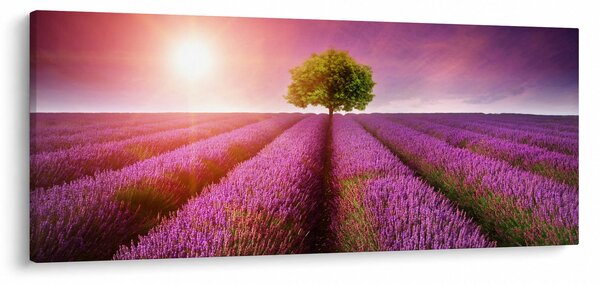 Slika polja s lavandom (120x50 cm)