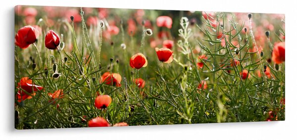 Slika procvalih makova (120x50 cm)