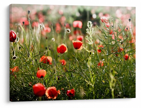 Slika procvalih makova (70x50 cm)