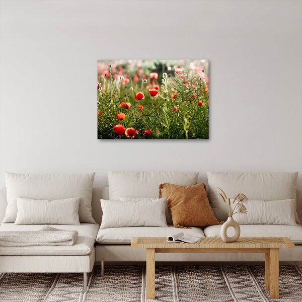 Slika procvalih makova (70x50 cm)