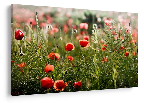 Slika procvalih makova (90x60 cm)