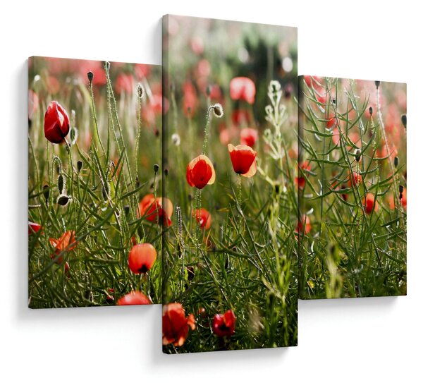 Slika procvalih makova (90x60 cm)