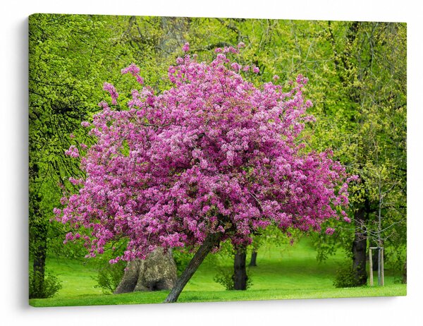Slika cvjetajućeg stabla na livadi (70x50 cm)