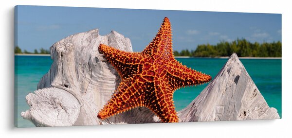 Slika morske zvijezde (120x50 cm)