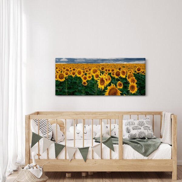 Slika polja suncokreta (120x50 cm)