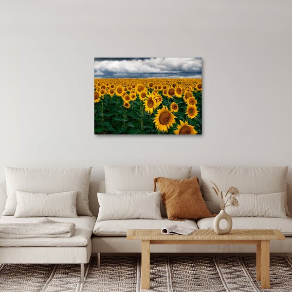 Slika polja suncokreta (70x50 cm)
