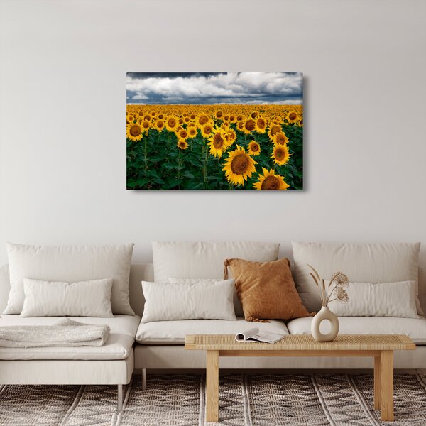 Slika polja suncokreta (90x60 cm)