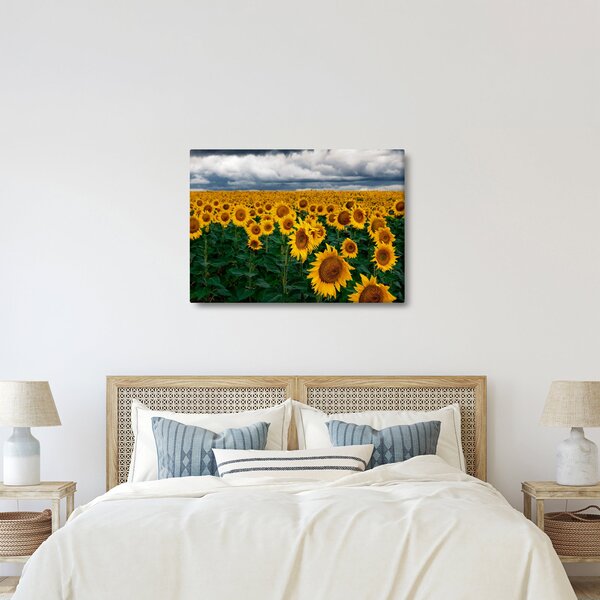 Slika polja suncokreta (70x50 cm)