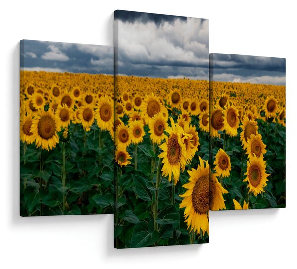 Slika polja suncokreta (90x60 cm)