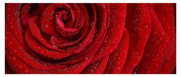 Slika - detalj ruže (120x50 cm)